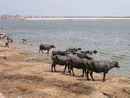 Water buffalos at Ganges in Varanasi