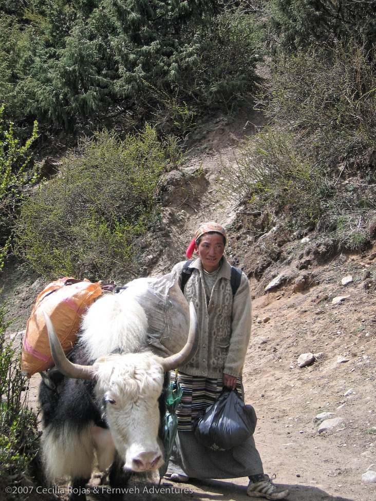 Yak and herder